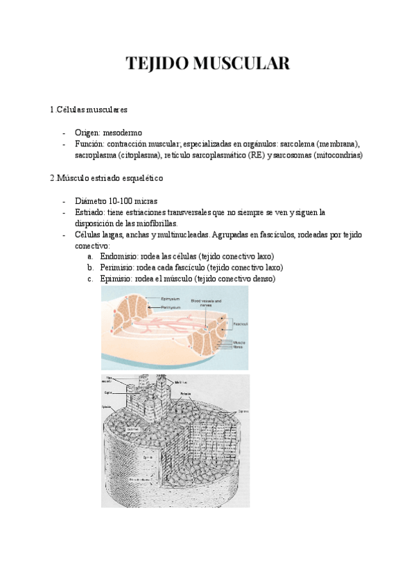 Miniatura del documento TEJIDO-MUSCULAR.pdf
