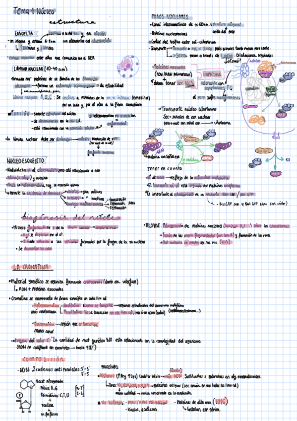 Miniatura del documento TEMA-4-Apuntes-y-esquemas-de-todo-lo-importante..pdf
