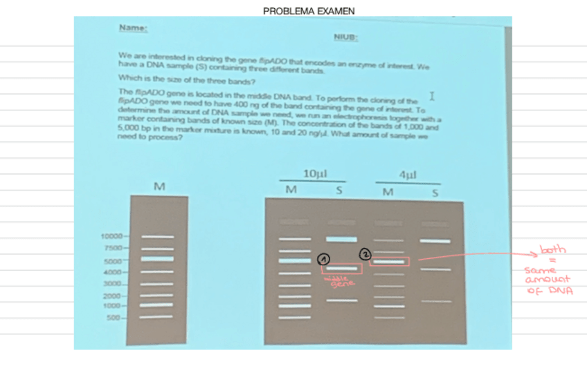 Miniatura del documento Examen-electrophoresis.pdf