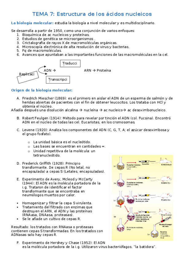 Miniatura del documento biologia molecular.docx