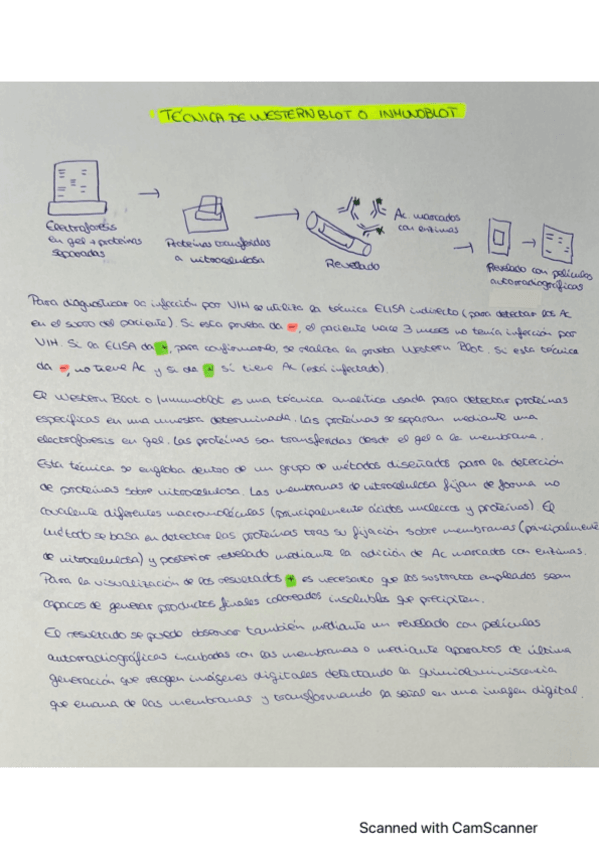 Miniatura del documento Tecnica-de-Western-Blot-o-Inmunoblot.pdf