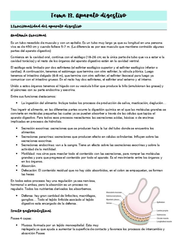 Miniatura del documento Tema-13.Aparato-digestivo.pdf