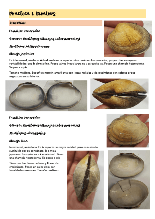 Miniatura del documento Practica-1.Bivalvos.pdf