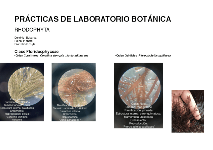 Miniatura del documento manual-lab-botanica.pdf