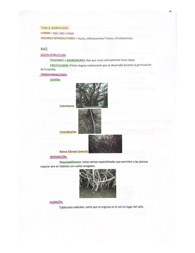 Miniatura del documento 1-PARCIAL-BOTANICA.pdf