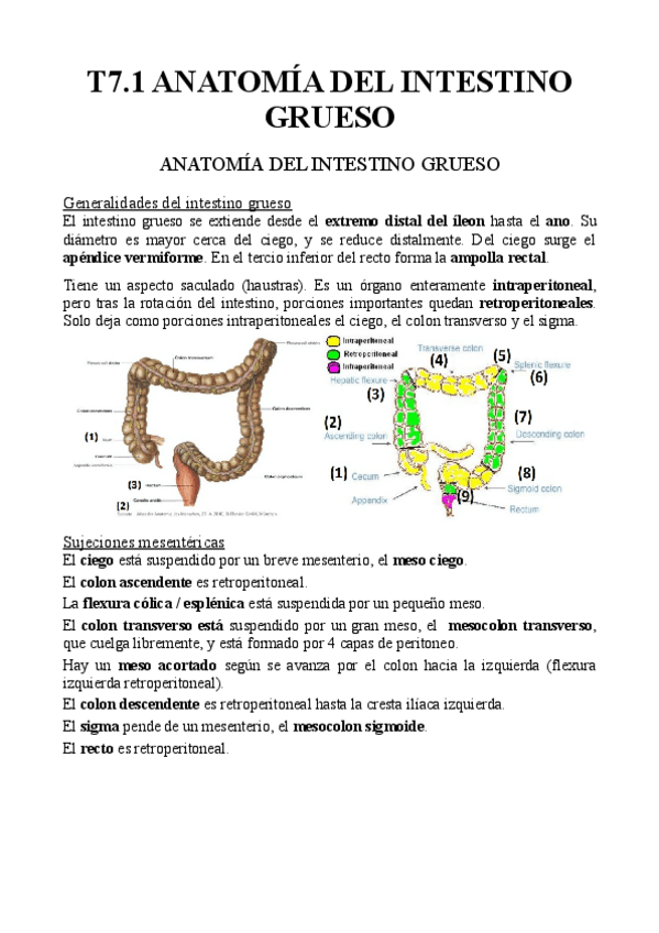 Miniatura del documento T7.1-Anatomia-e-histologia-del-intestino-grueso.pdf
