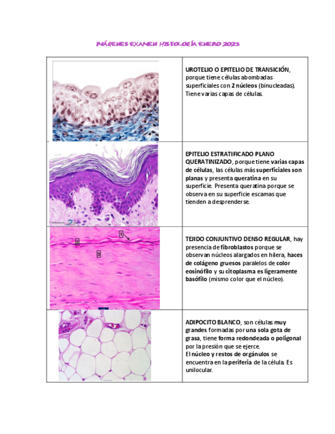 Miniatura del documento EXAMEN-HISTOLOGIA-IMAGENES-ENERO-2023.pdf