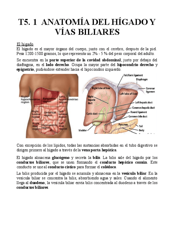 Miniatura del documento T5.1-Anatomia-del-higado-y-vias-biliares.pdf
