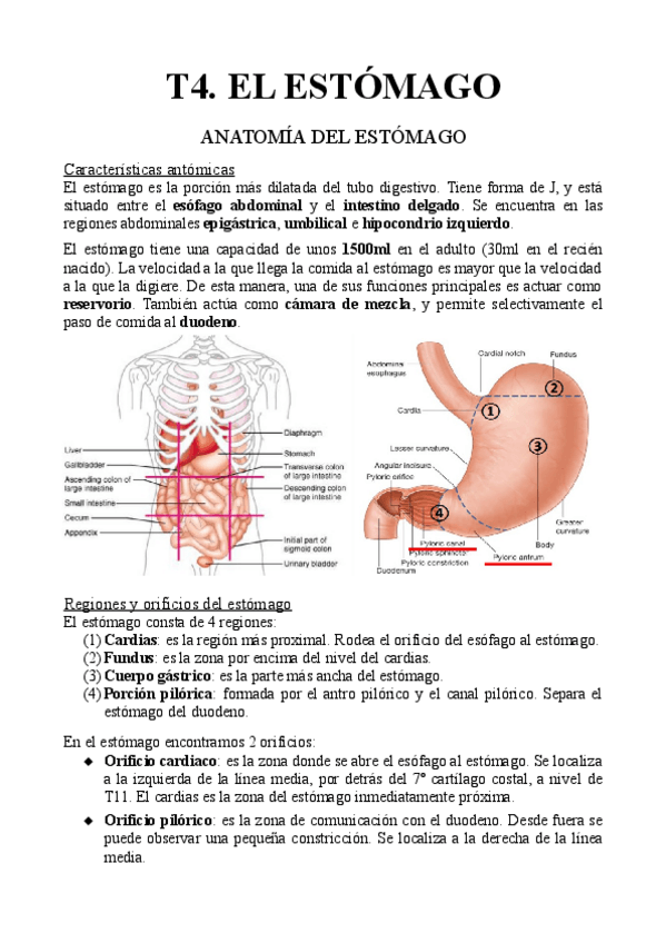 Miniatura del documento T4.-El-estomago.pdf