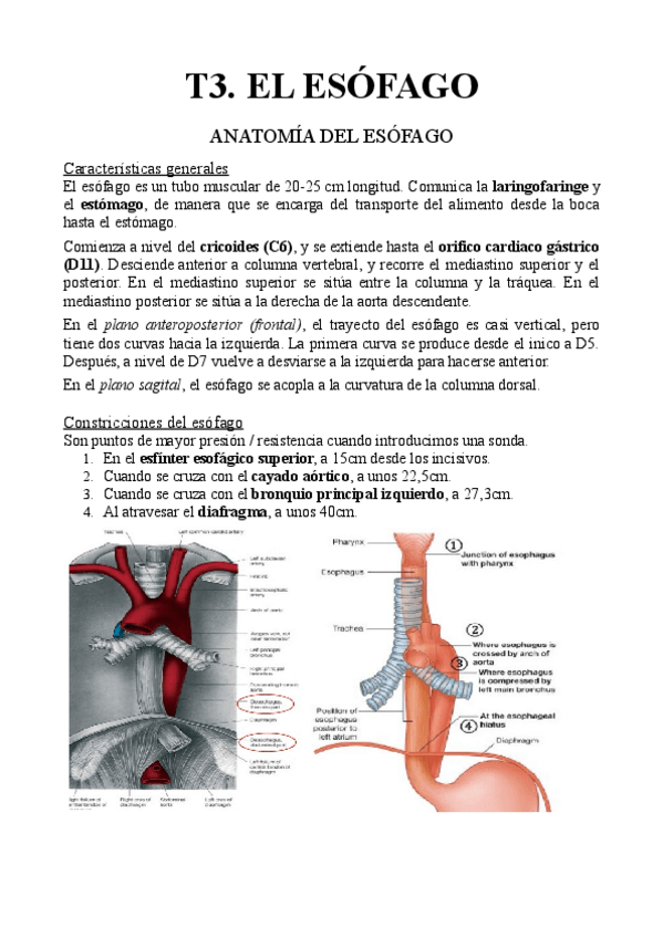 Miniatura del documento T3.-El-esofago.pdf