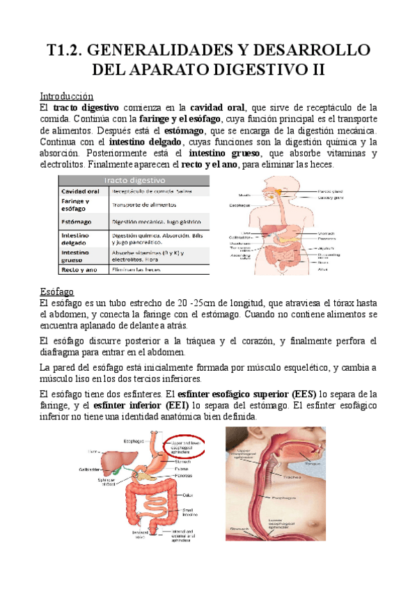 Miniatura del documento T1.2.-Generalidades-y-desarrollo-del-aparato-digestivo-II.pdf