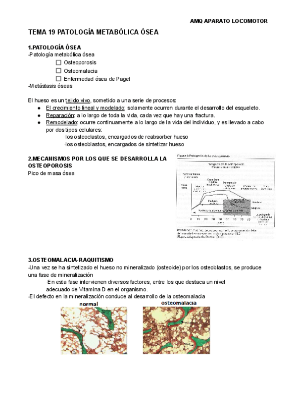 Miniatura del documento TEMA-19-PATOLOGIA-METABOLICA-OSEA.pdf