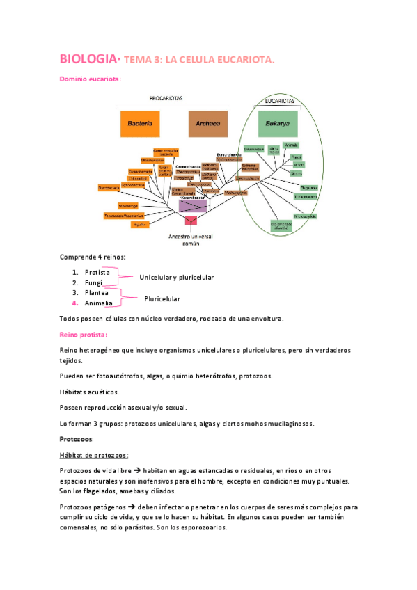 Miniatura del documento Tema-3-eucariotas.pdf