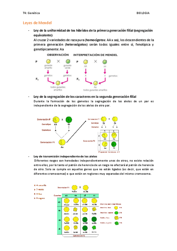 Miniatura del documento Tema-4-genetica.pdf