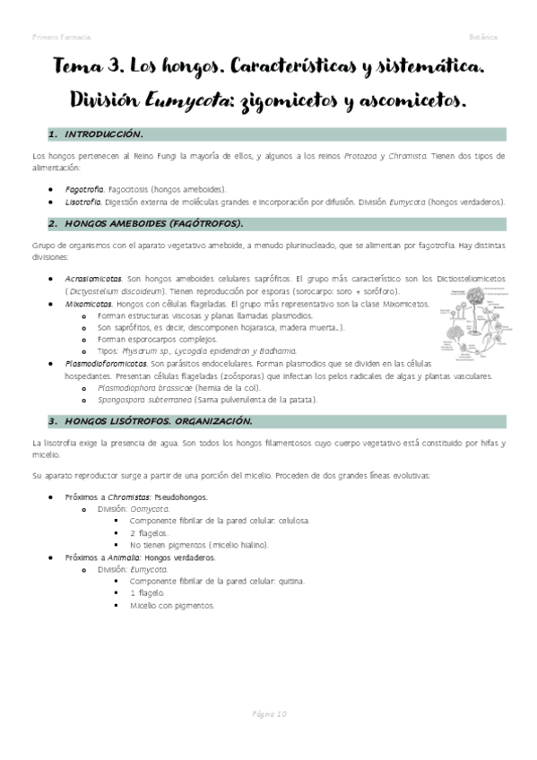 Miniatura del documento Tema-3.-Los-hongos-zigomicetos-y-ascomicetos..pdf