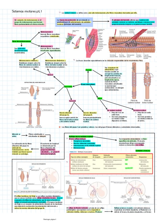 Miniatura del documento Sistemas-motores-pt.-1nervioso.pdf