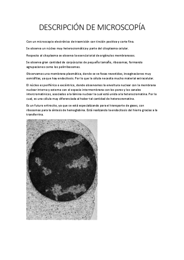 Miniatura del documento DESCRIPCIÓN DE MICROSCOPÍA EXAMEN.pdf