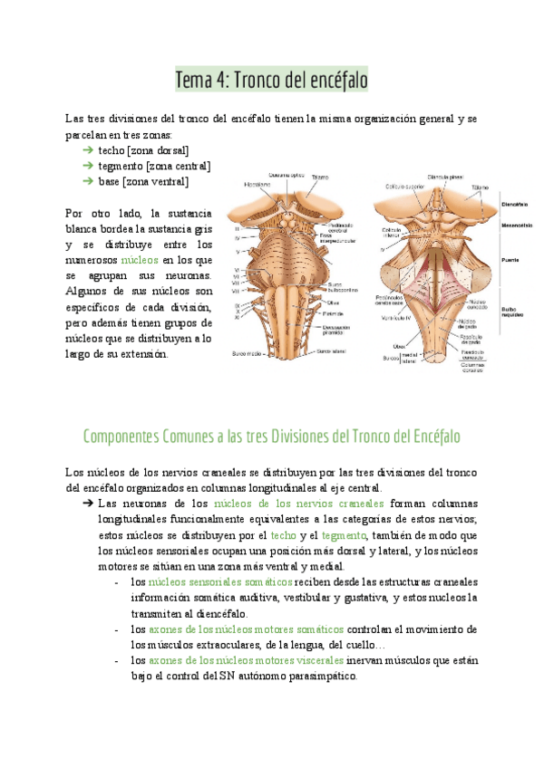 Miniatura del documento Tema-4-Tronco-del-encefalo.pdf