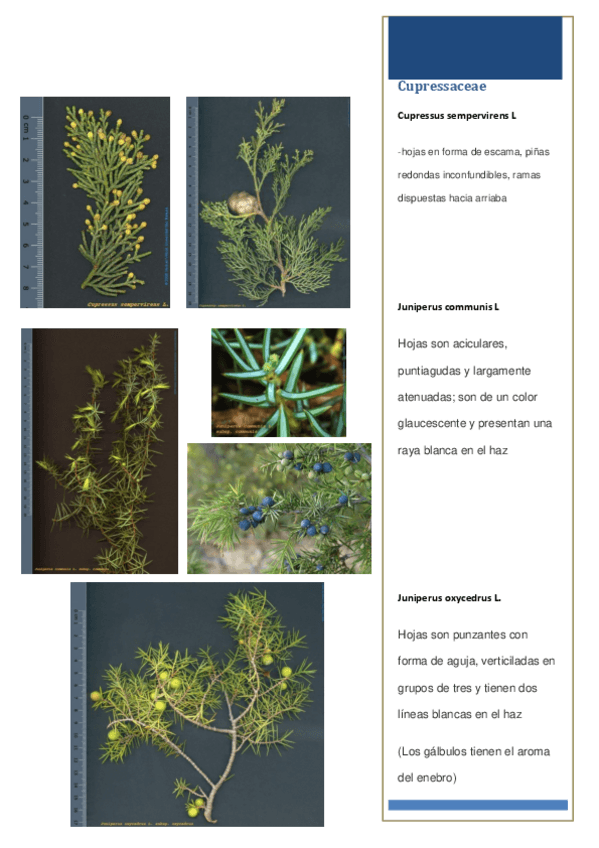 Miniatura del documento Examen-visu.pdf
