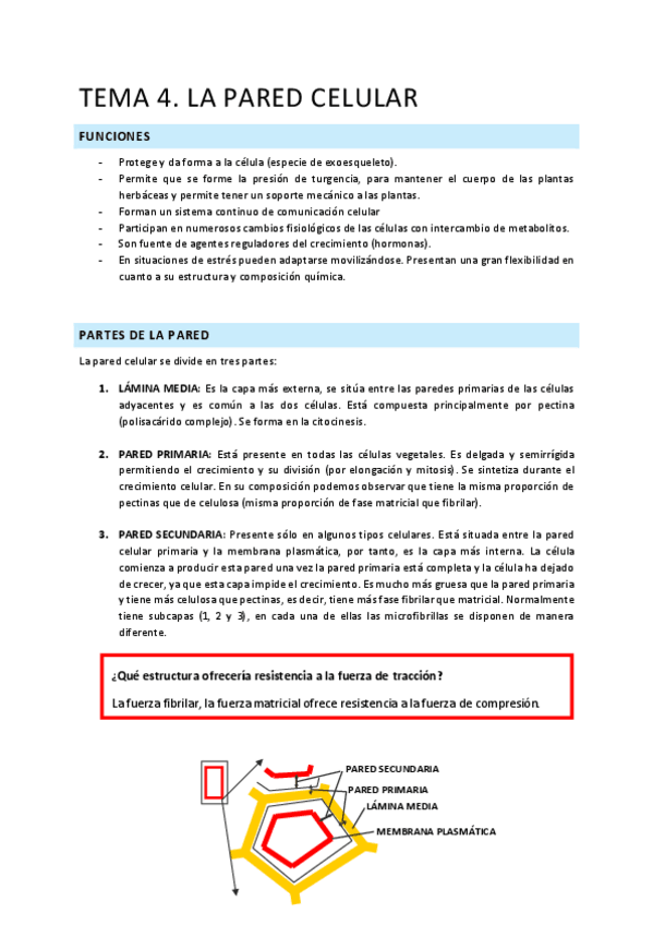 Miniatura del documento T.4. la pared celular.pdf