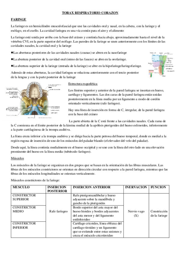 Miniatura del documento CARDIORESPIRATORIO.docx