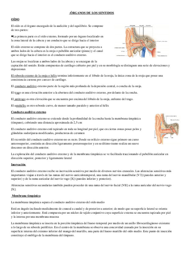 Miniatura del documento ORGANOS-DE-LOS-SENTIDOS.docx