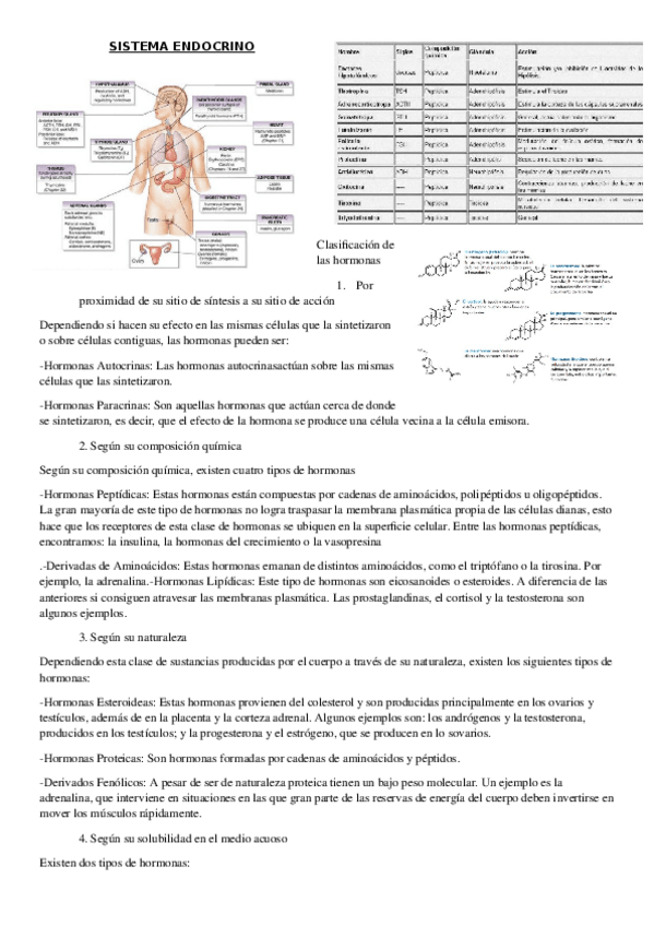 Miniatura del documento SISTEMA-ENDOCRINO.docx