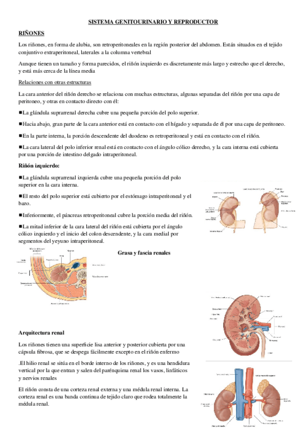 Miniatura del documento SISTEMA-GENITOURINARIO-Y-REPRODUCTOR.docx