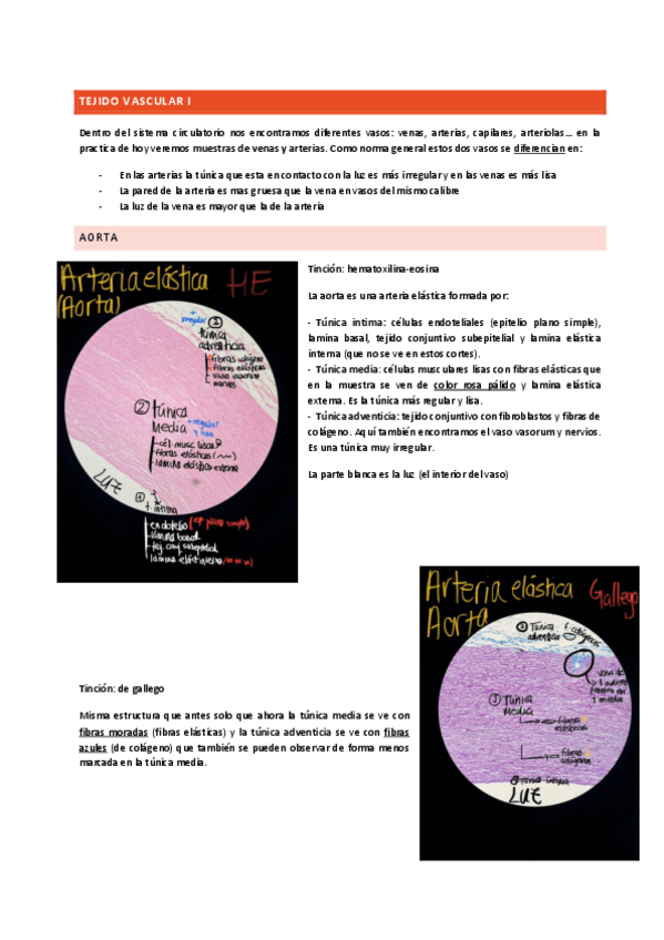 Miniatura del documento tejido-vascular-I.pdf