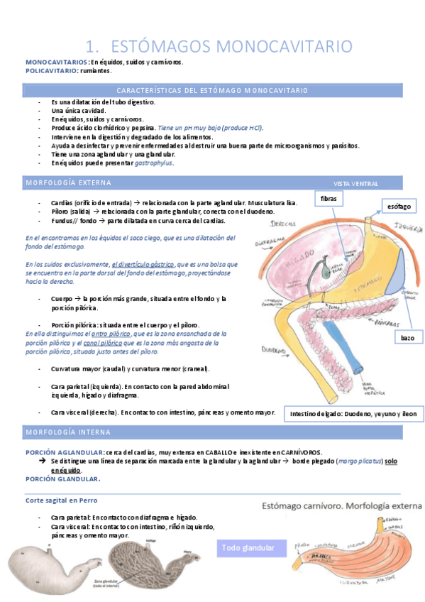 Miniatura del documento Aparato digestivo (estómago, páncreas, intestino delgado y grueso).pdf