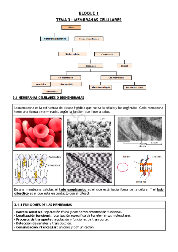 Miniatura del documento TEMA-3--MEMBRANAS-CELULARES.pdf