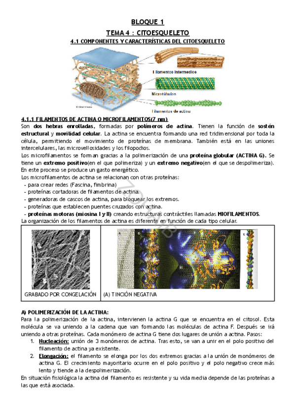 Miniatura del documento TEMA-4--CITOESQUELETO.pdf