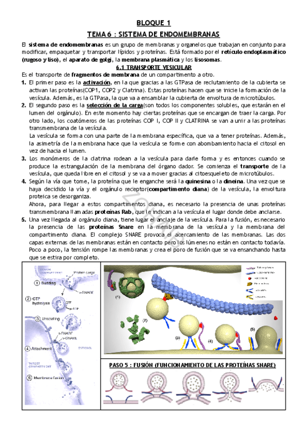 Miniatura del documento TEMA-6--SISTEMA-DE-ENDOMEMBRANAS.pdf