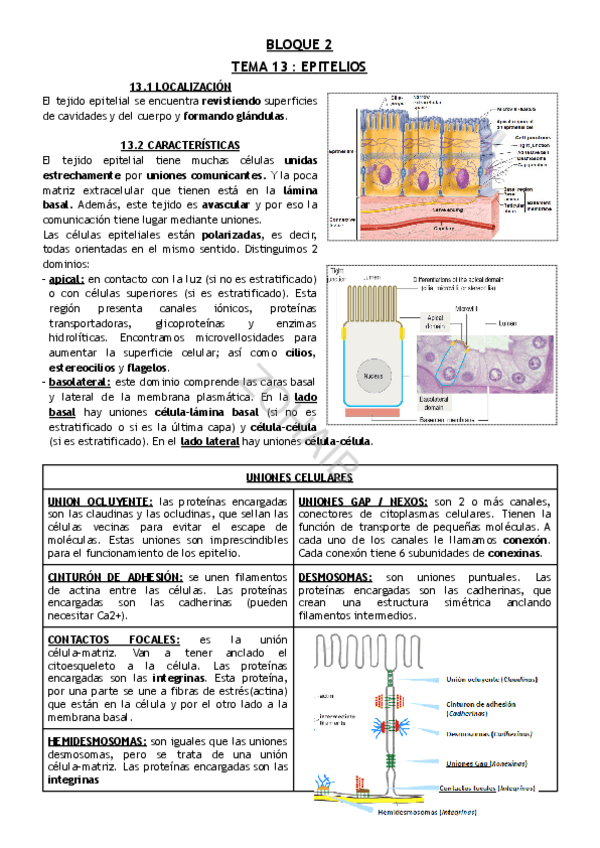 Miniatura del documento TEMA-13--EPITELIOS.pdf