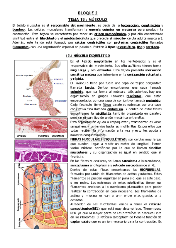 Miniatura del documento TEMA-15--MUSCULO.pdf