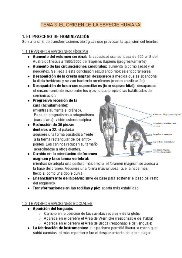 Miniatura del documento TEMA-3-EL-ORIGEN-DE-LA-ESPECIE-HUMANA.pdf