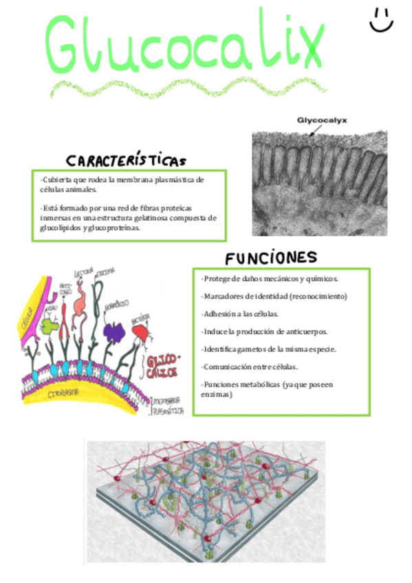 Miniatura del documento Glucocalix.pdf