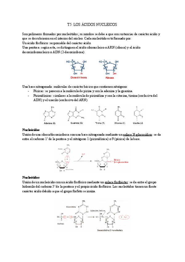 Miniatura del documento T5-LOS-ACIDOS-NUCLEICOS.pdf