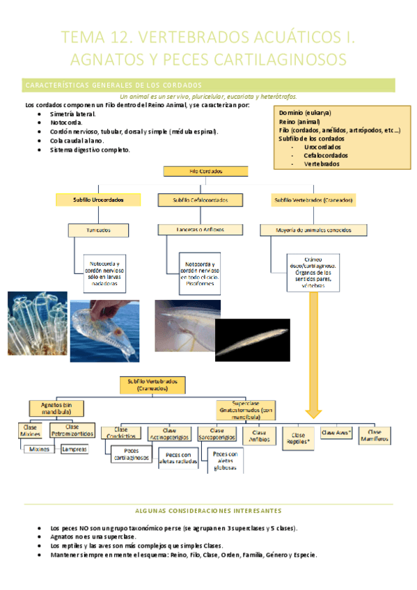 Miniatura del documento T.12. Vertebrados acuáticos I. Agnatos y peces cartilaginosos.pdf