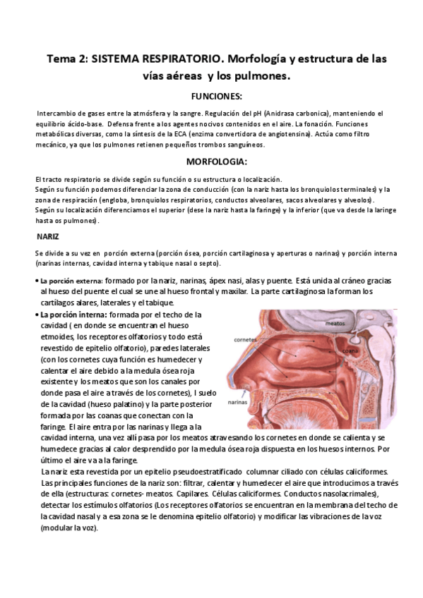 Miniatura del documento TEMA 2 Sistema espiratorio.pdf