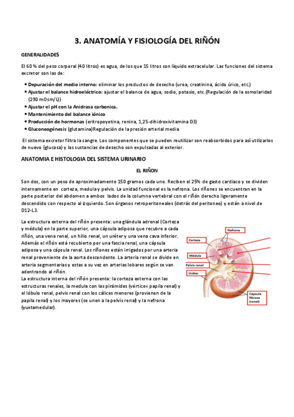 Miniatura del documento 3.1 anatomia y fisiologia del riñon.pdf