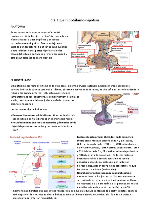 Miniatura del documento 5.2.1 Eje hipotalamo-hipofisis.pdf