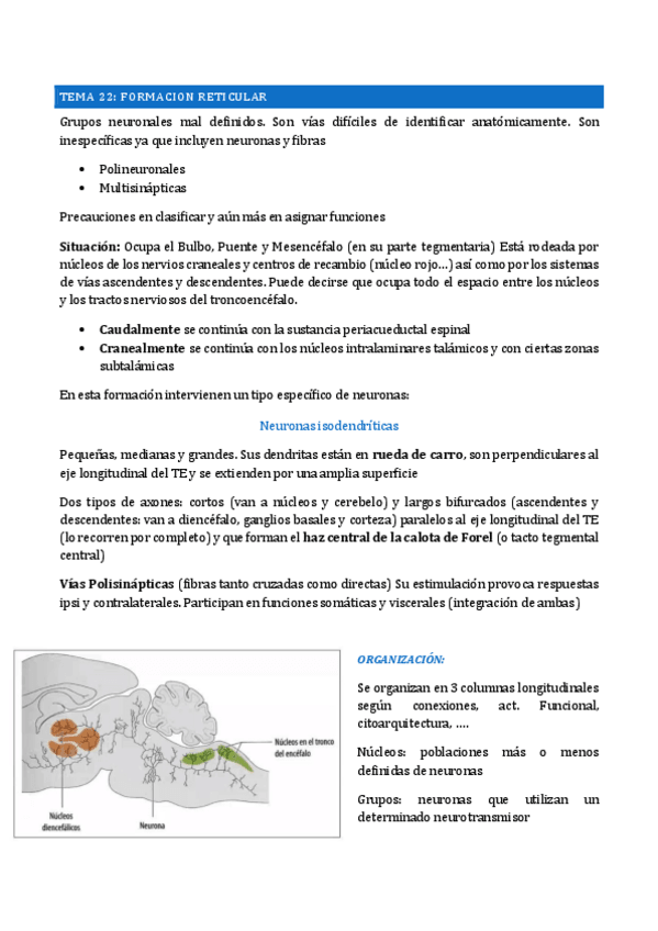 Miniatura del documento t.22-formacion-reticular.pdf