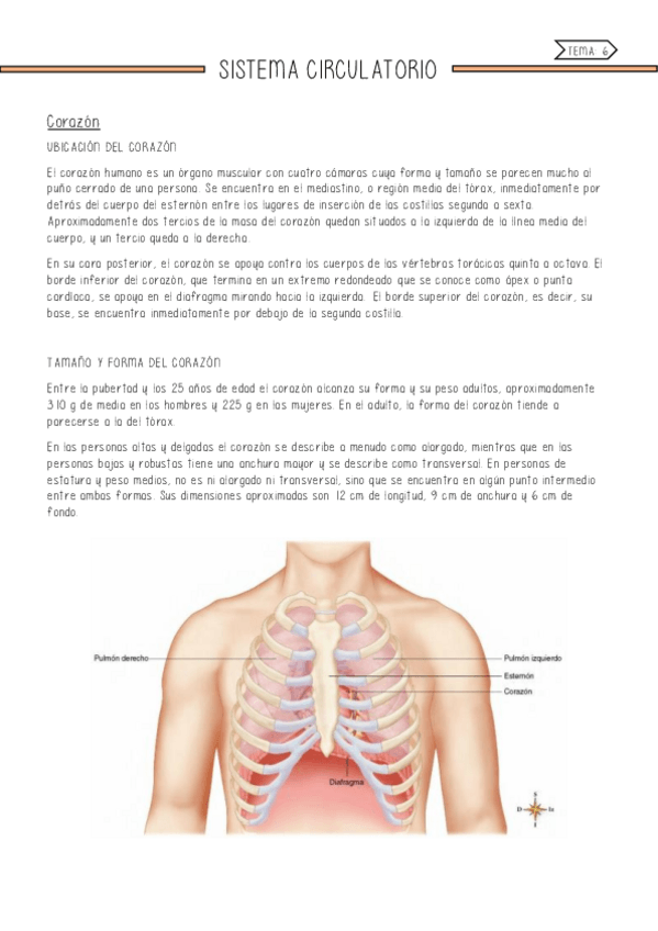 Miniatura del documento Sistema-circulatorio.pdf