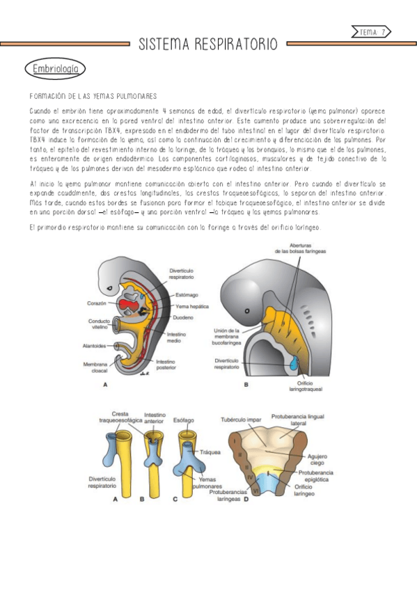 Miniatura del documento Sistema-respiratorio.pdf