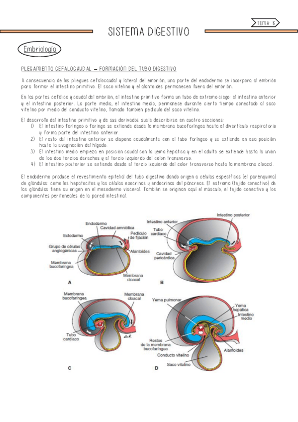 Miniatura del documento Sistema-digestivo.pdf
