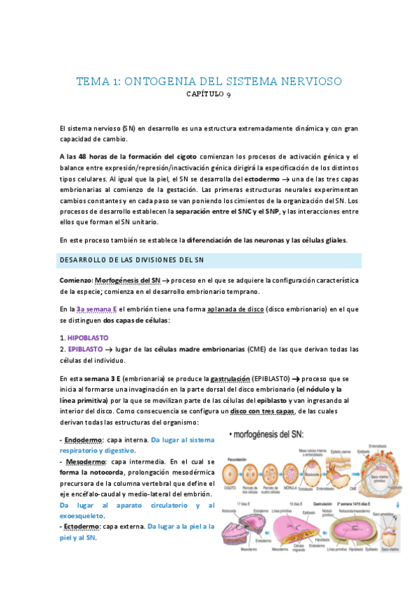 Miniatura del documento Tema-1.-Ontogenia-del-Sistema-Nervioso.pdf
