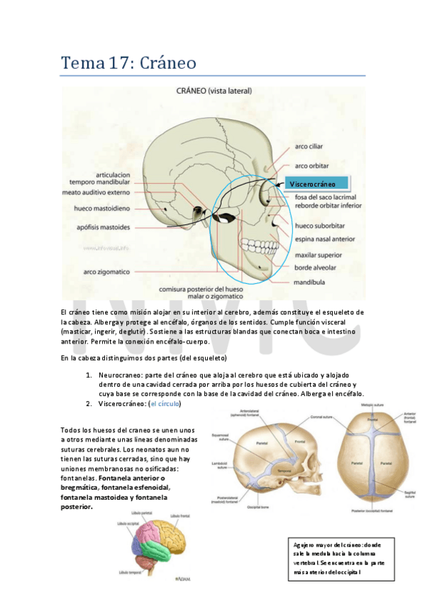 Miniatura del documento CRANEO. VISION FRONTAL Y LATERAL.pdf
