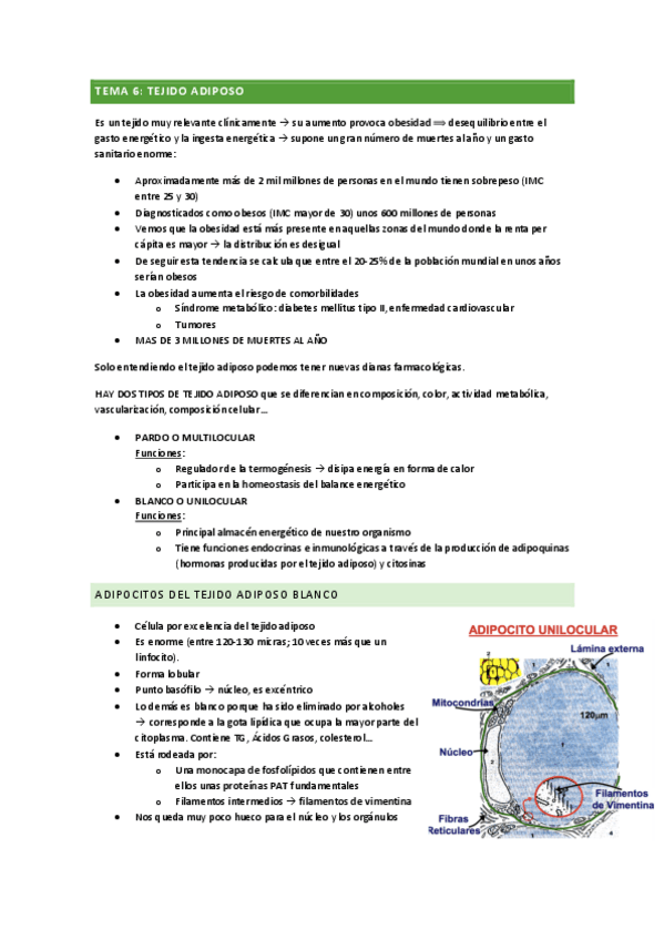 Miniatura del documento tejido-adiposo.pdf