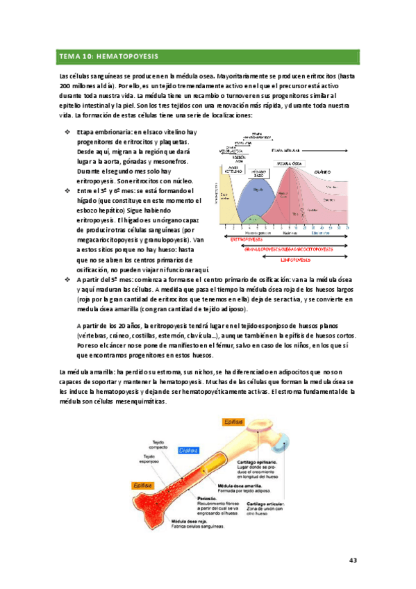 Miniatura del documento hematopoyesis.pdf
